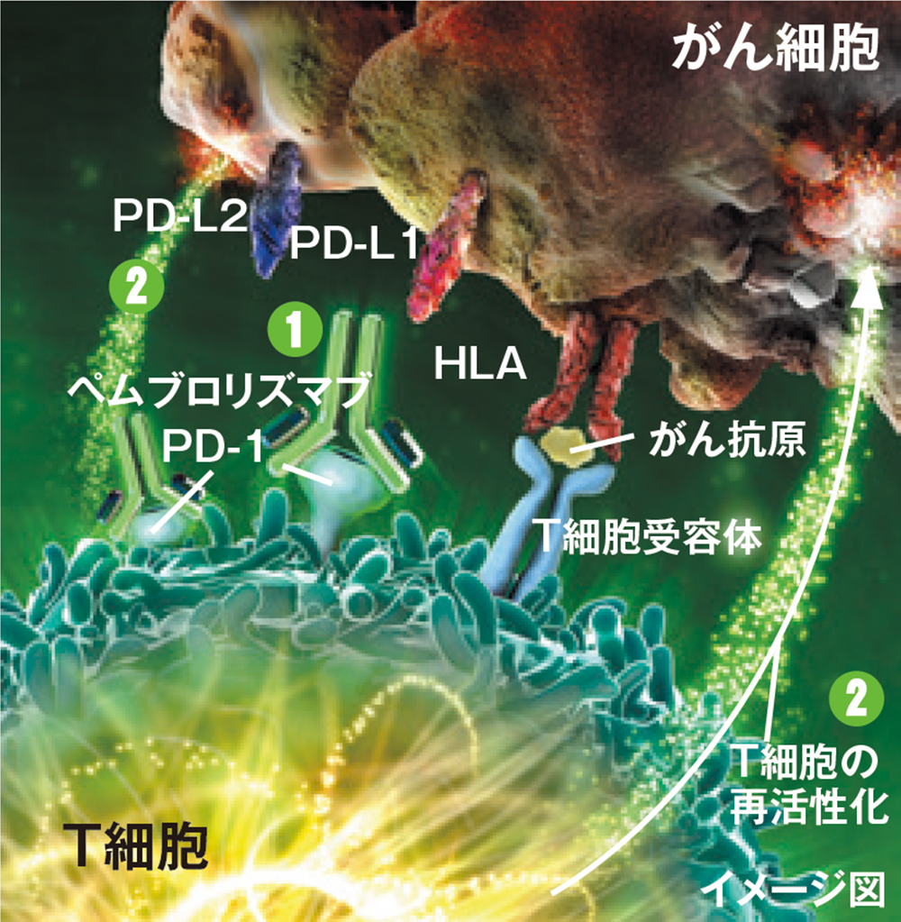 ペムブロリズマブの作用