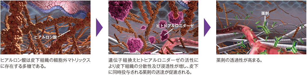 ベラヒアルロニダーゼ アルファの作用機序